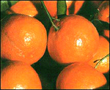LA NARANJA LA NARANJA